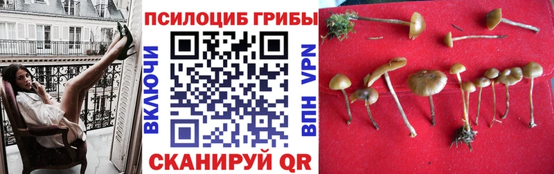 Купить  Лесной  Галлюциногенные грибы прущие грибы 